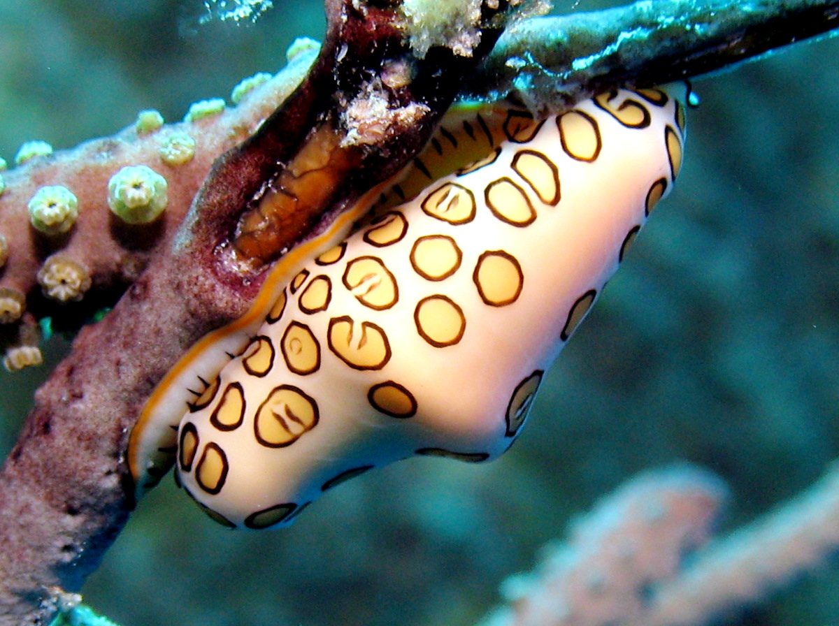 Cyphoma gibbosum